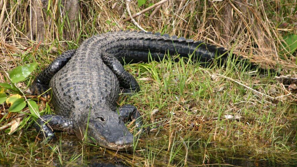 Por que os jacarés NÃO comem capivaras? A resposta é surpreendente