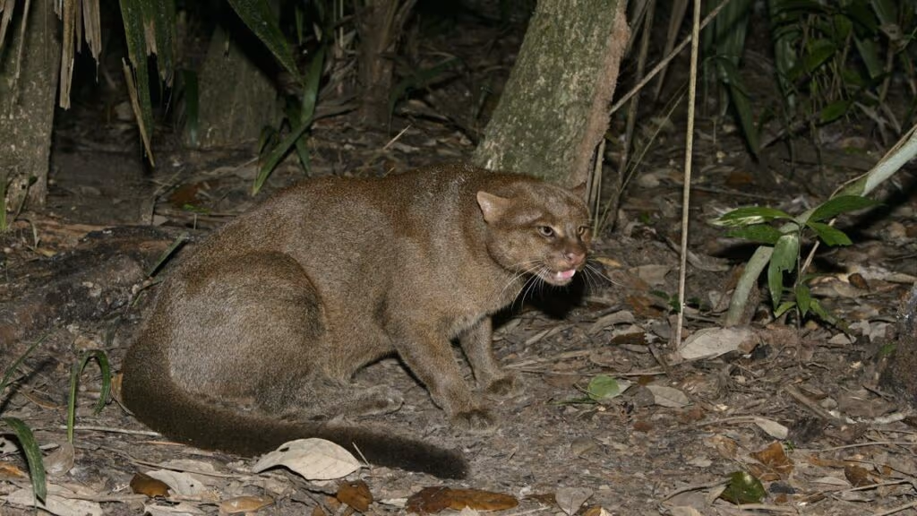 Enquanto todo mundo fala de onça, o jaguarundi segue vivendo escondido