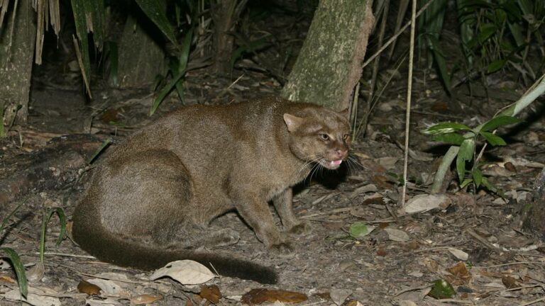 Imagem Item