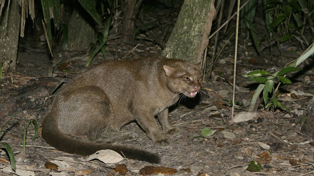 Enquanto todo mundo fala de onça, o jaguarundi segue vivendo escondido