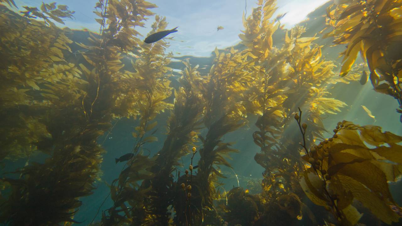 Mergulhadores estão esmagando ouriços a marteladas e isso ressuscitou florestas de algas-gigantes