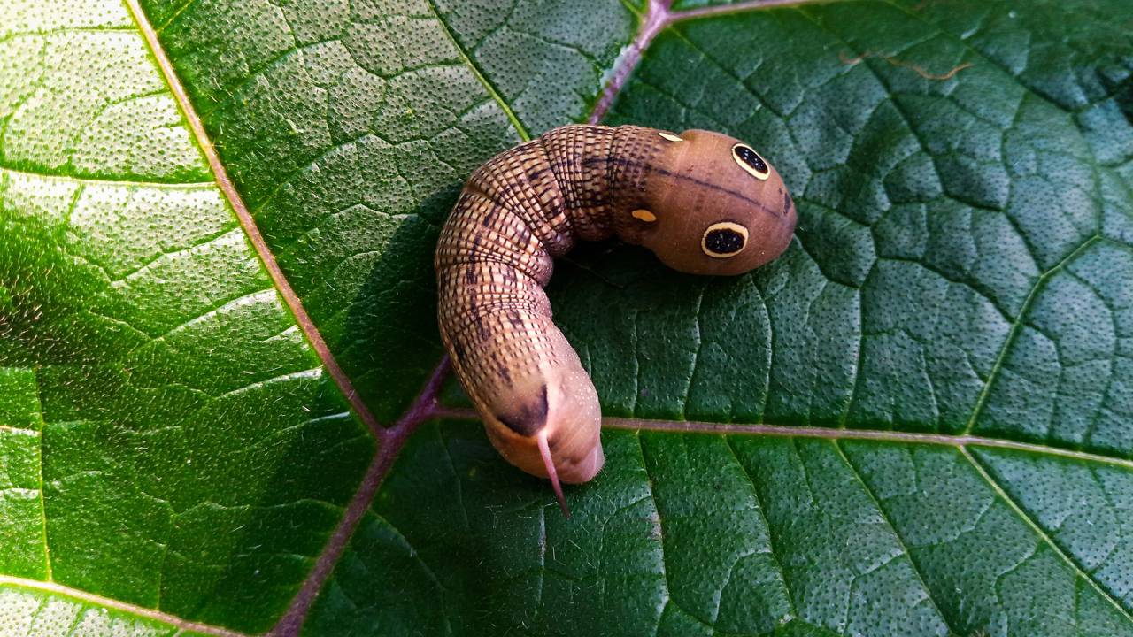 Lagarta indefesa imita uma cobra pronta para o bote mesmo sem ter veneno ou força