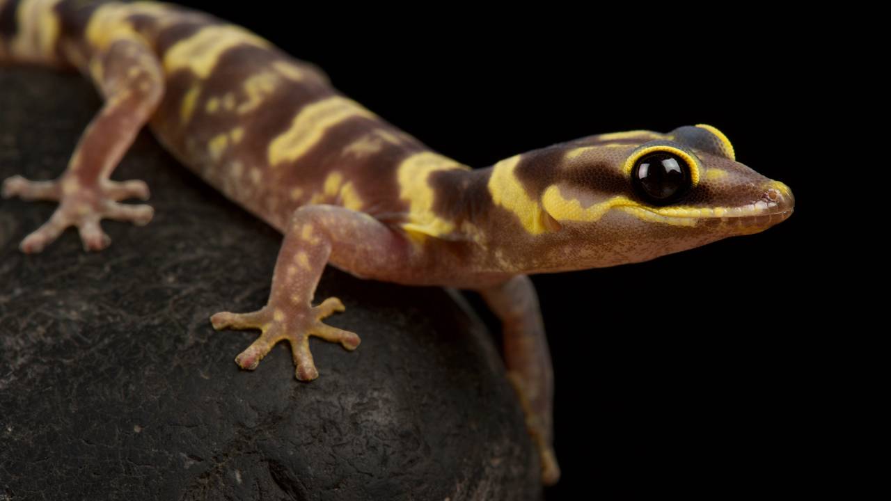 O que significa quando aparecem muitas lagartixas em casa