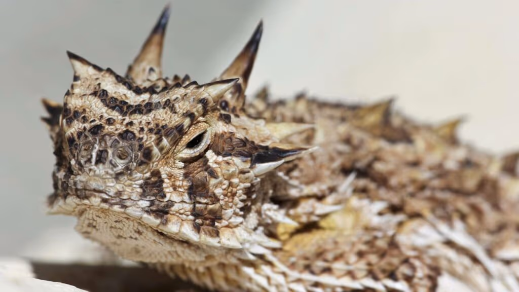 O lagarto que atira sangue pelos olhos para se defender