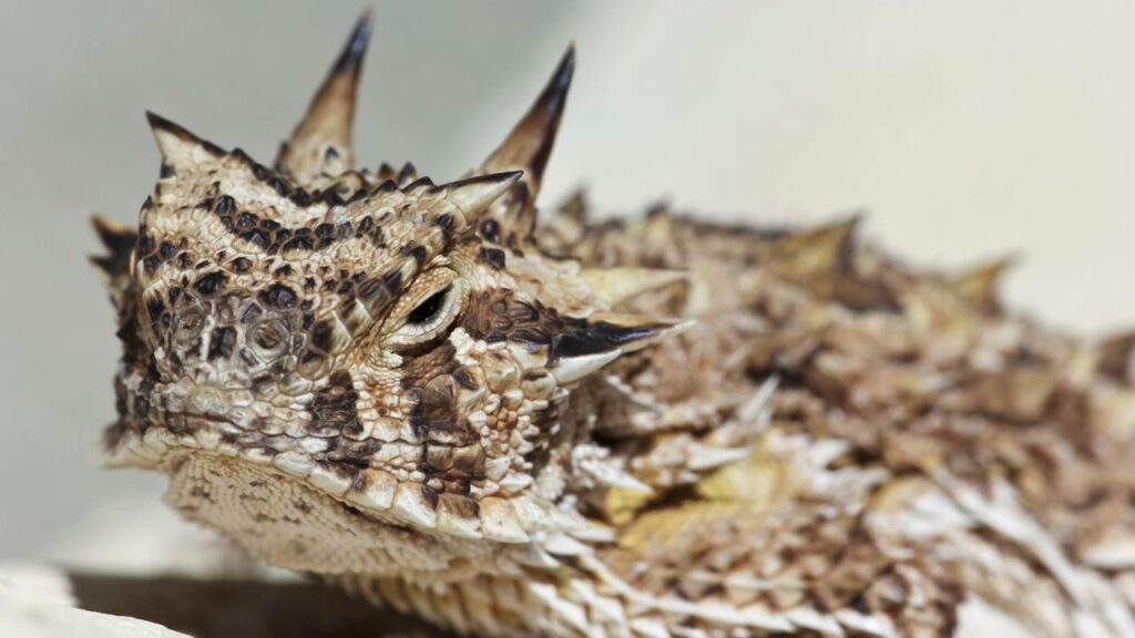 O lagarto que atira sangue pelos olhos para se defender