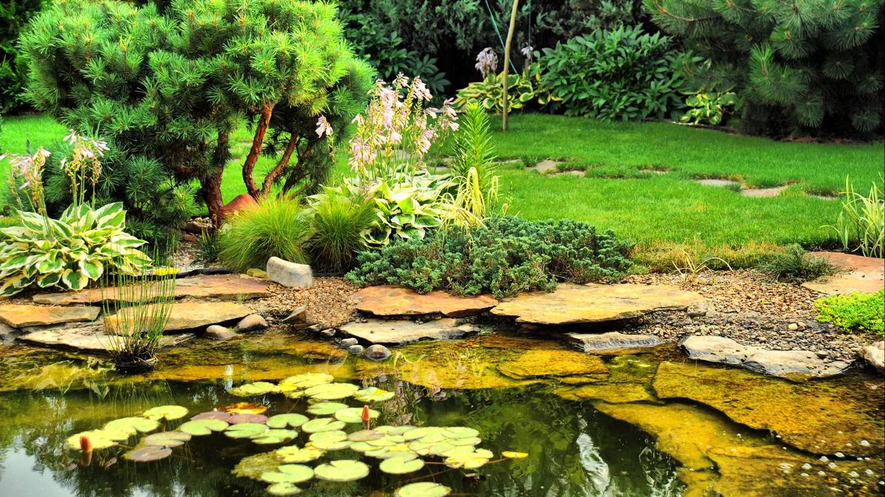 O lago de 1,2 metro cavado no quintal que virou um ecossistema cheio de vida