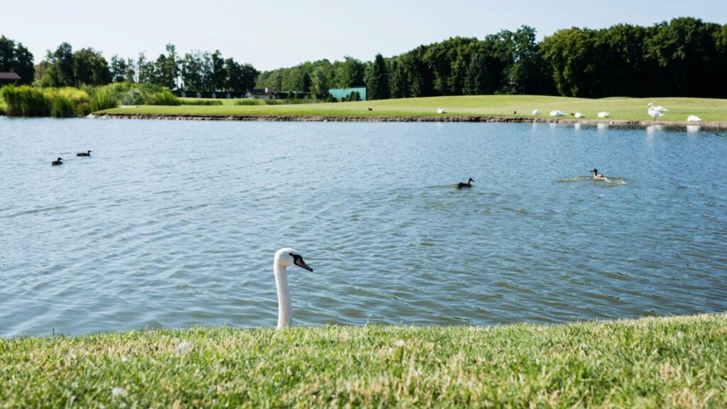 Como construir um lago artificial com apenas 2 mil reais