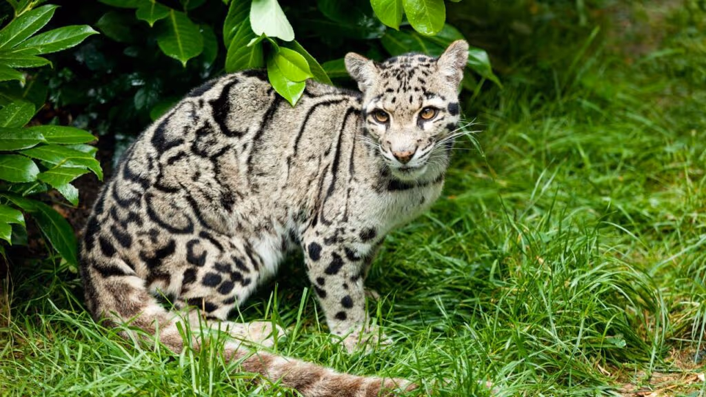 Animal raro com apenas 10 mil no planeta é flagrado por câmera com seus filhotes