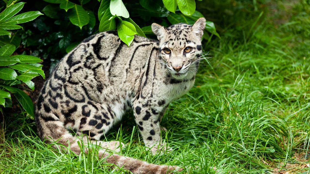 Animal raro com apenas 10 mil no planeta é flagrado por câmera com seus filhotes