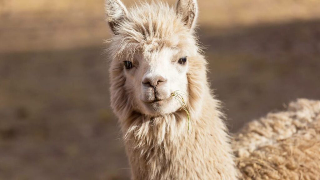 Qual é a diferença entre lhama e alpaca?