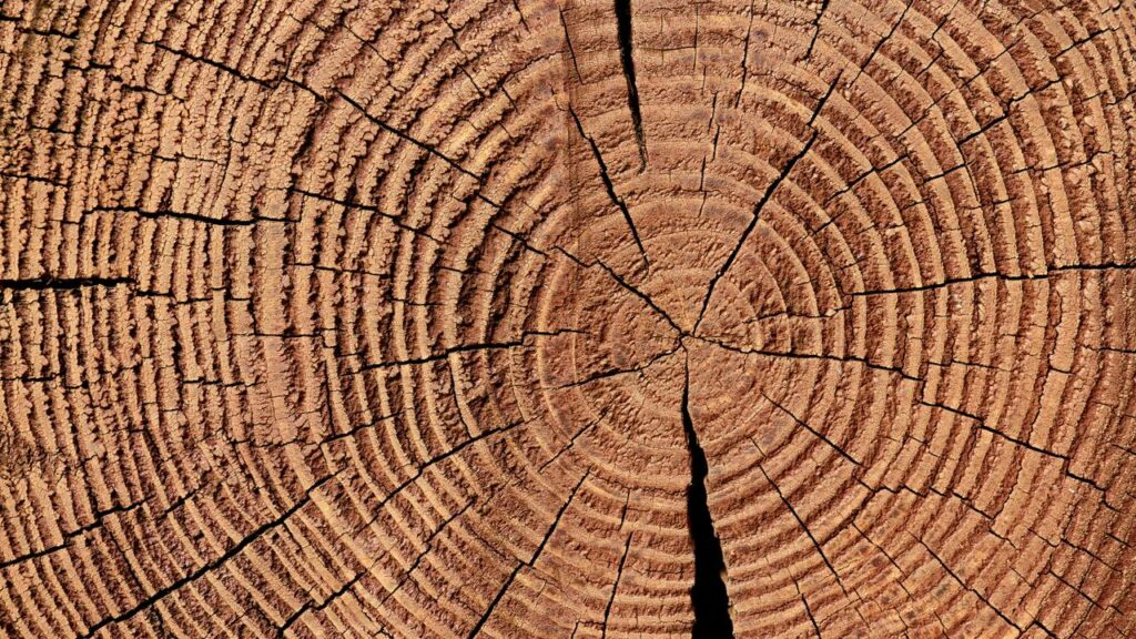 Tora monstruosa entra na serra e o que sai deixa todos surpresos