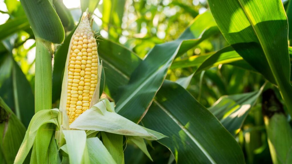 Grão de milho vira Doritos em menos de 30 minutos e o processo é de outro mundo