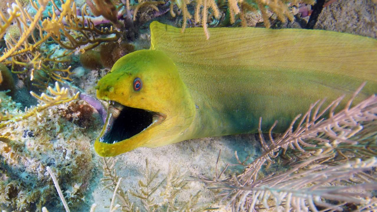 Moreia de 2,5 metros invade barco e tripulantes tentam a todo custo expulsá-la