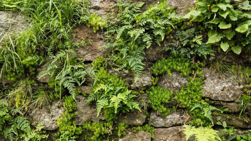 O jardim coreano que transforma o chão da sala em floresta viva com clima tropical úmido