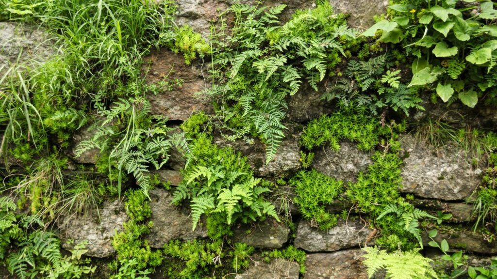 O jardim coreano que transforma o chão da sala em floresta viva com clima tropical úmido