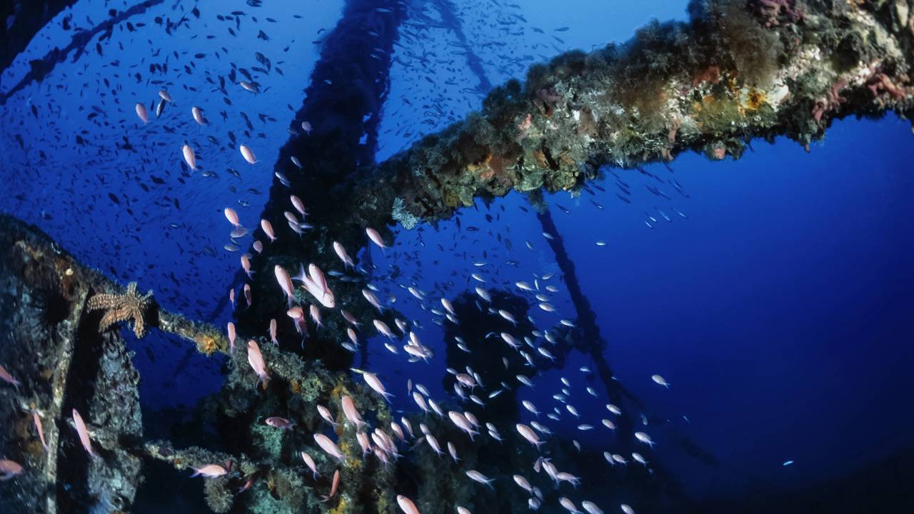 Arqueólogos descobrem super-navio medieval na costa da Dinamarca com a maior coca já vista