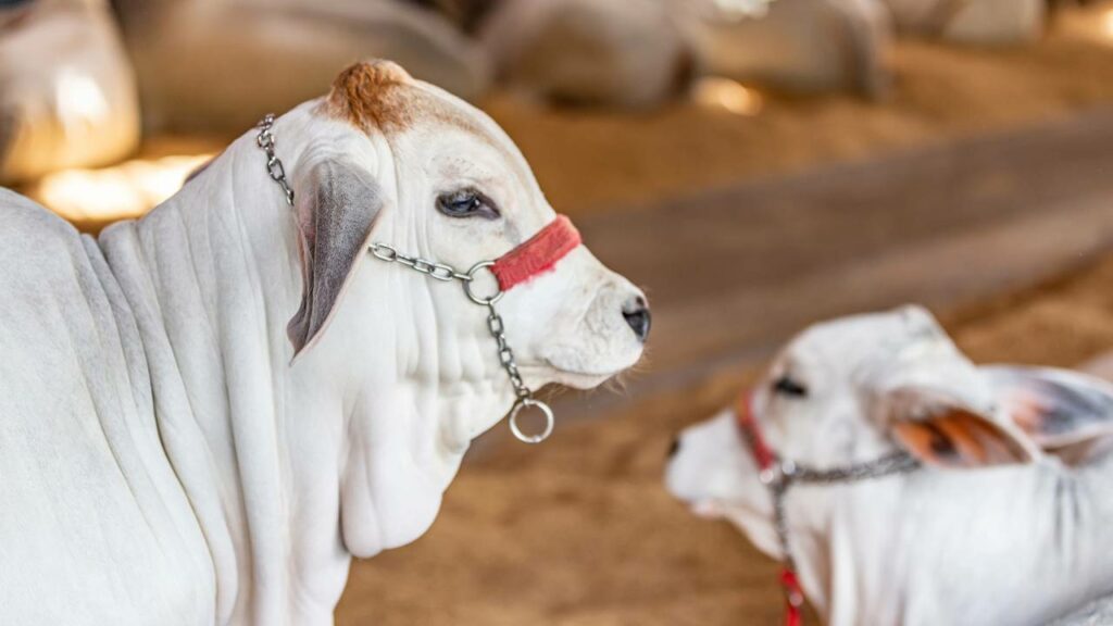 Cruzamento histórico permite o nascimento do primeiro bezerro mestiço