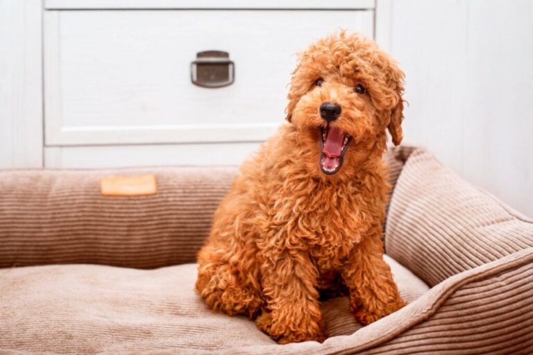 Seu cachorro gosta de latir? Veja 10 nomes perfeitos para ele 