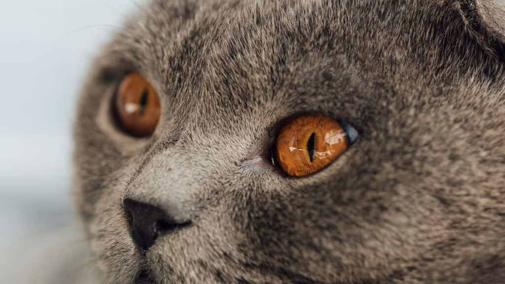 Por que às vezes seu gato fica te encarando do ”nada”?