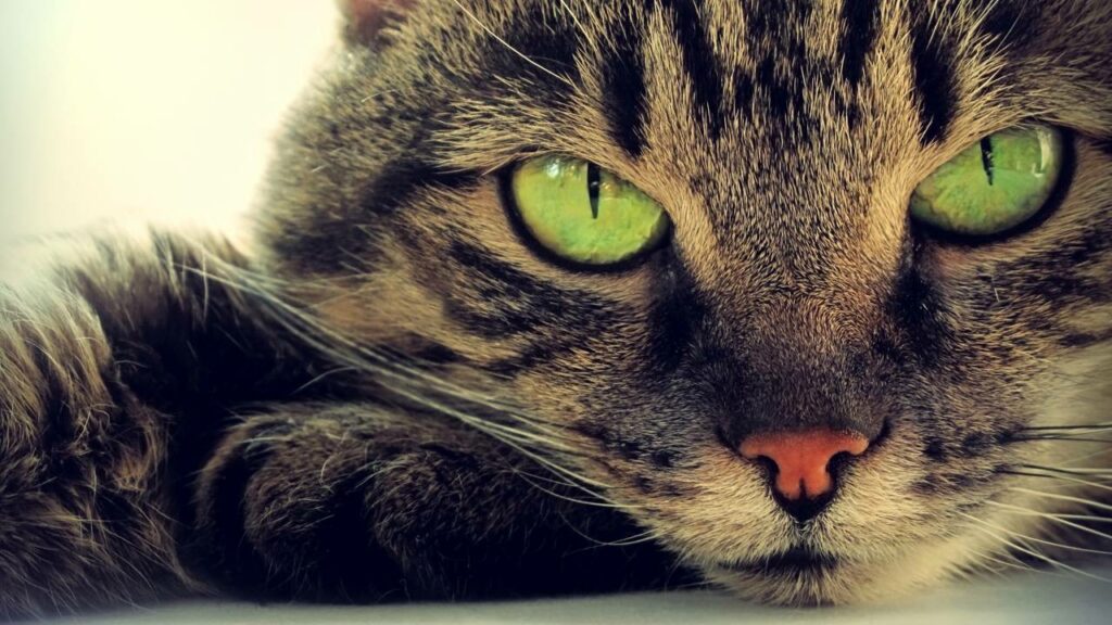 Por que os gatos veem coisas que os humanos não enxergam, segundo estudo