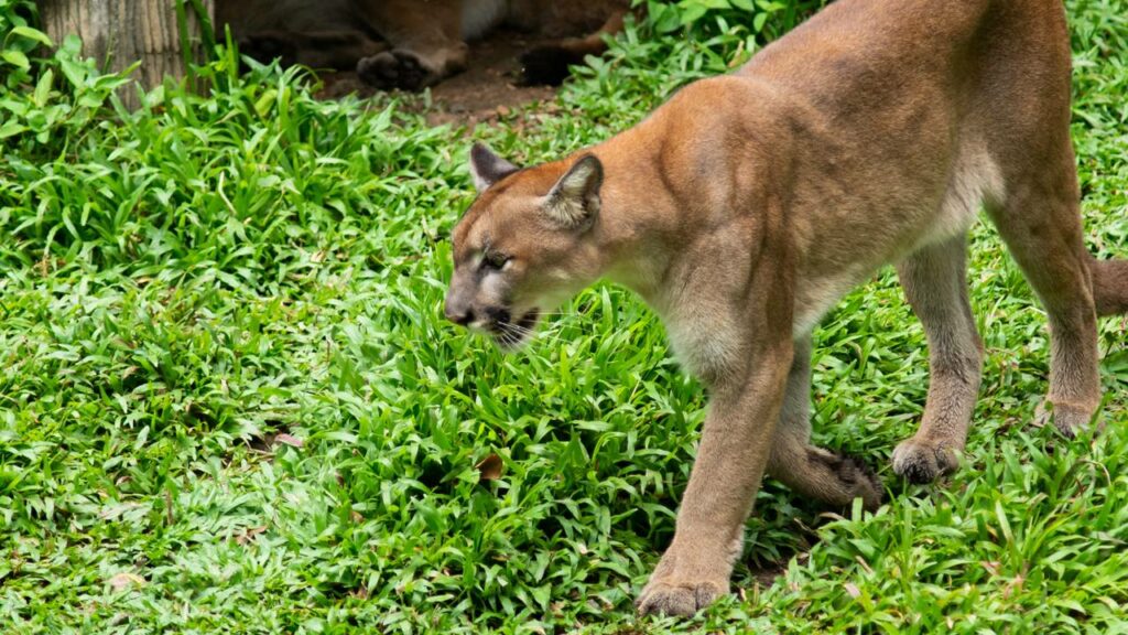 Mulher é encontrada morta suspeita de ataque de onça-parda
