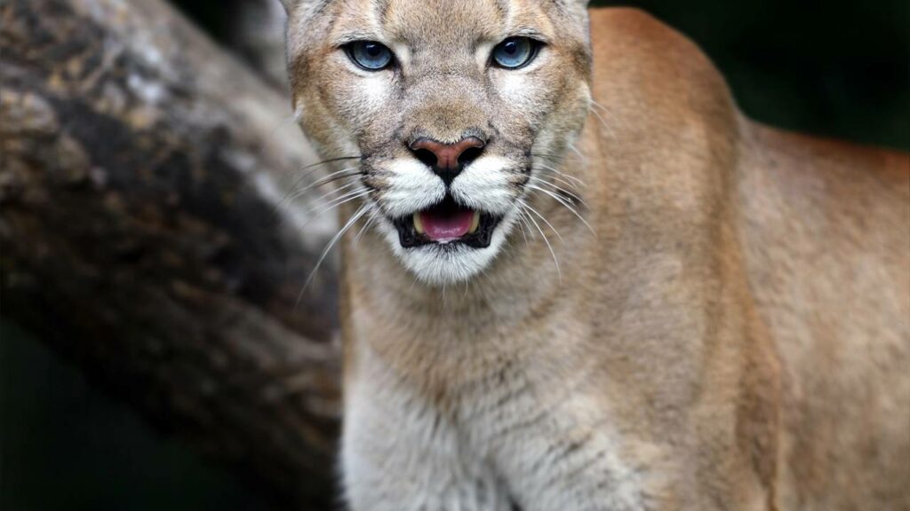 Onças-pardas estão virando animais da noite por culpa dos humanos 