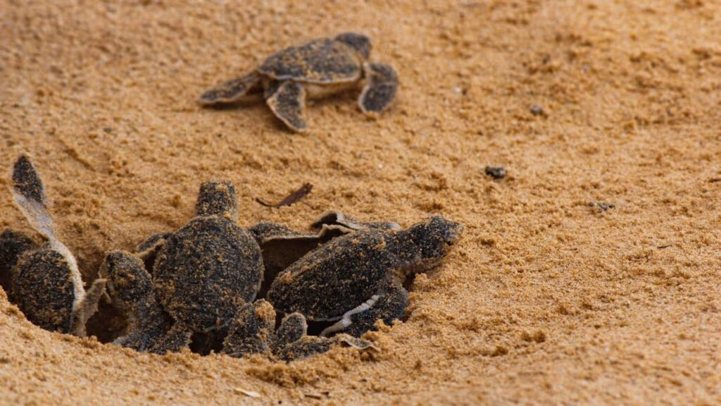 Por que as tartarugas voltam ao mesmo lugar para botar ovos