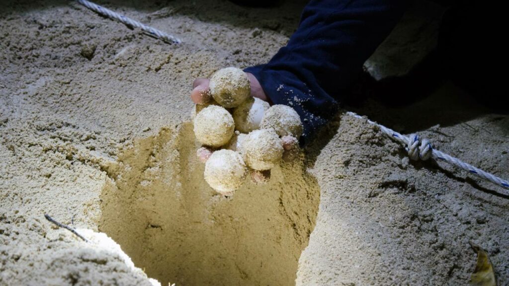 Por que as tartarugas voltam ao mesmo lugar para botar ovos