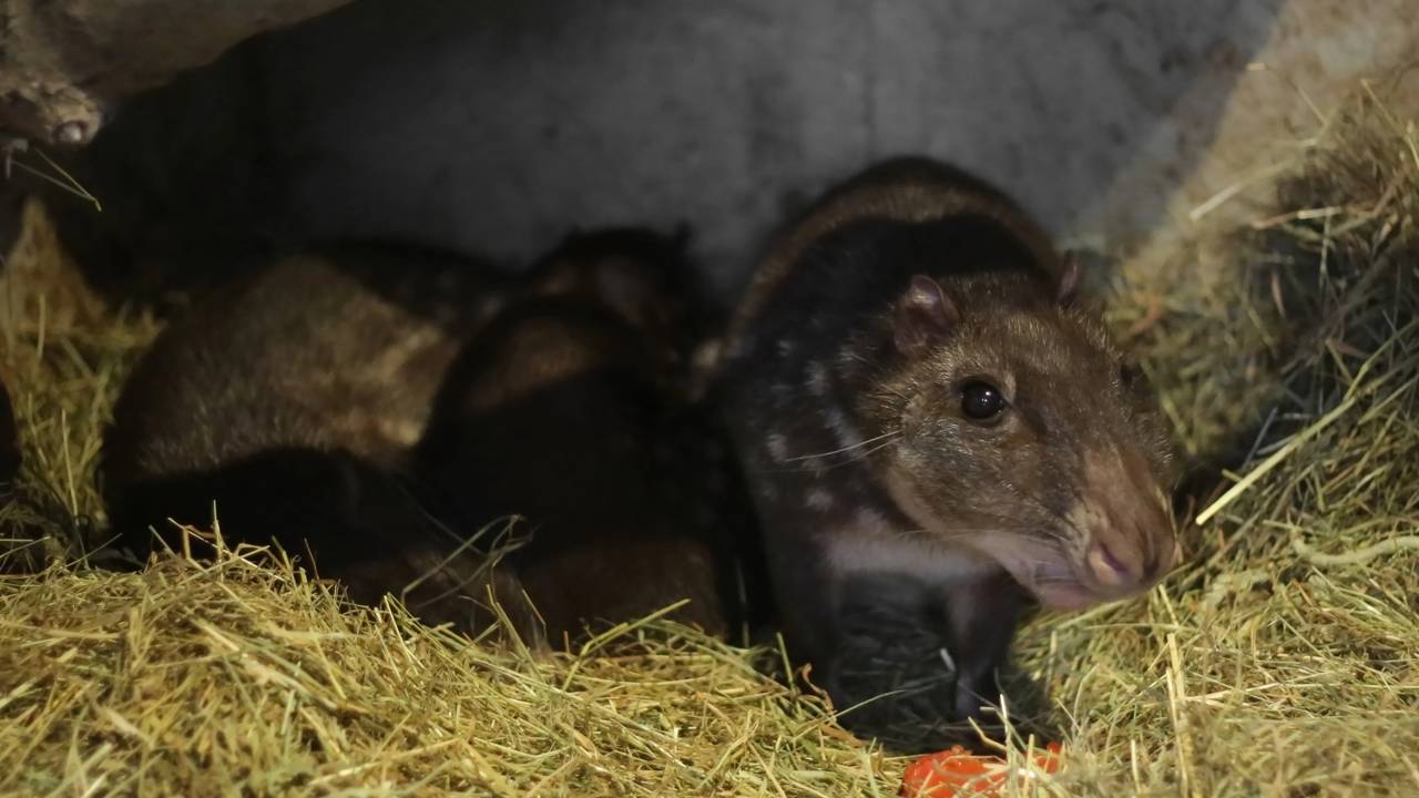Esse bicho discreto engana até onça-pintada e são excelentes nadadores