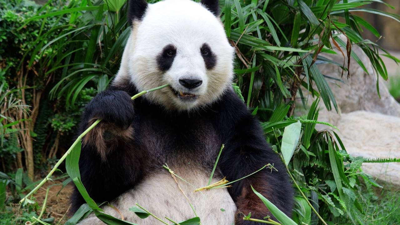 Panda deixa a extinção para trás, mas segue vulnerável ao futuro