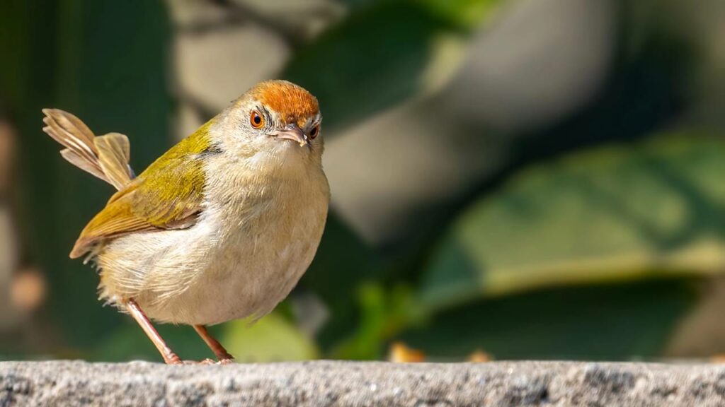 Esse pássaro curioso costura o seu próprio ninho