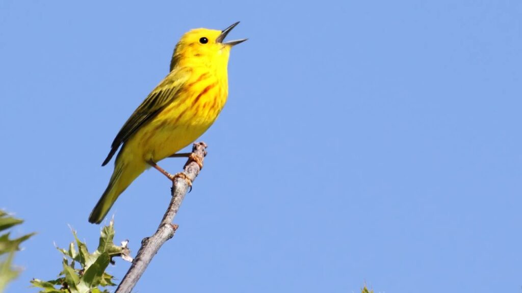 Ouvir pássaros cantando à noite pode NÃO ser só coincidência