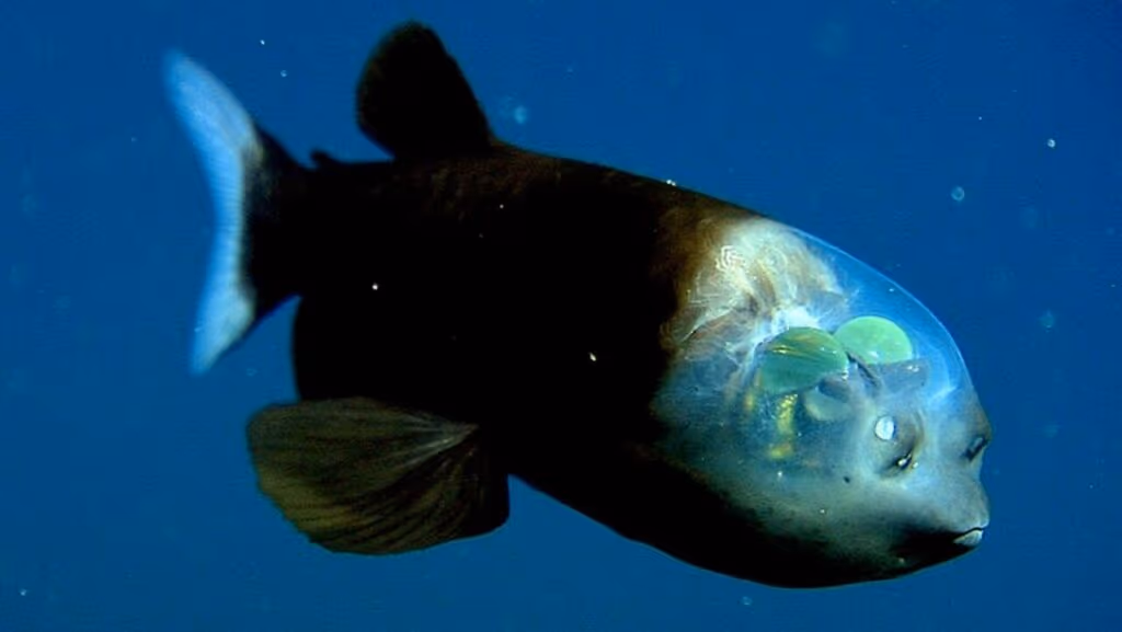 Peixe transparente é descoberto nas profundezas do Pacífico