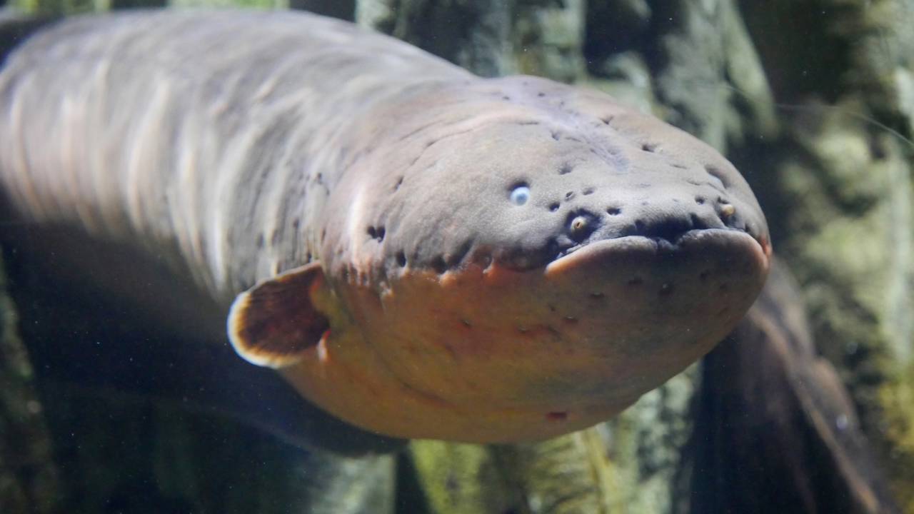 Peixe que “acende” sob luz UV e detecta eletricidade no bico intriga cientistas pelo mundo