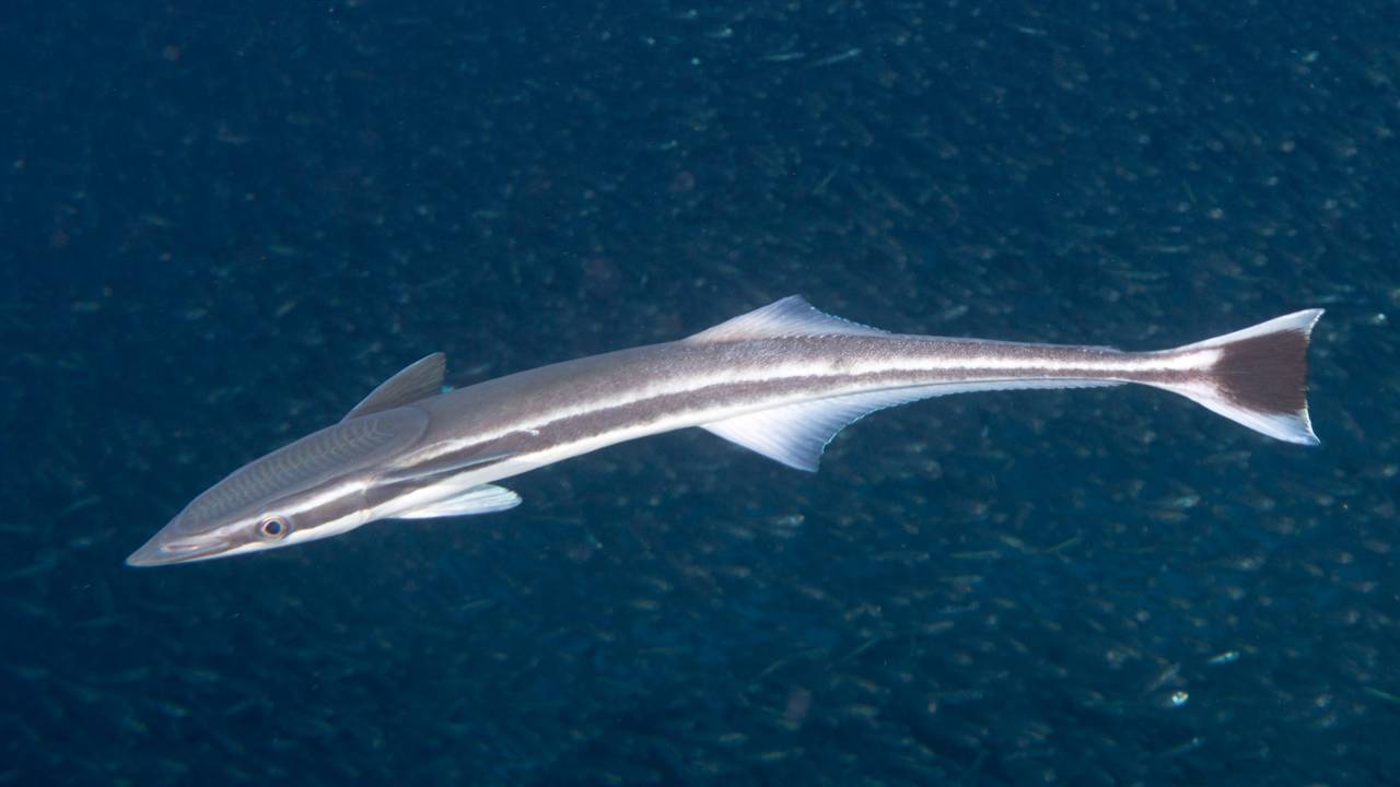 O peixe que anda de carona nos tubarões e ajuda a manter o equilíbrio dos oceanos sem ser vilão