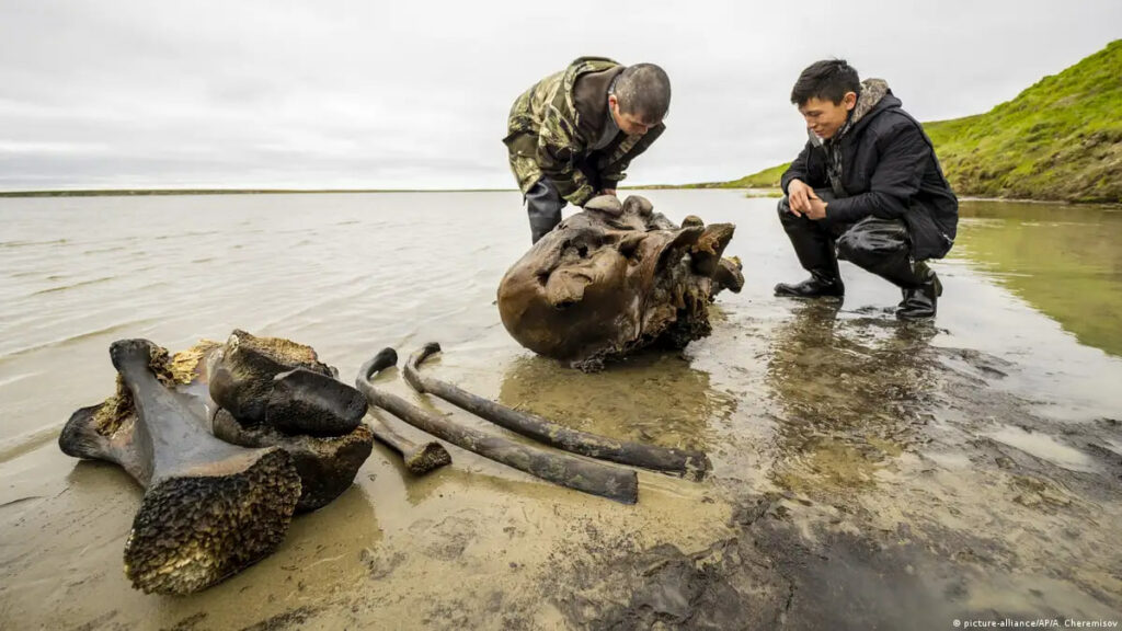 Arqueólogos encontram esqueleto de mamute em perfeito estado na Sibéria