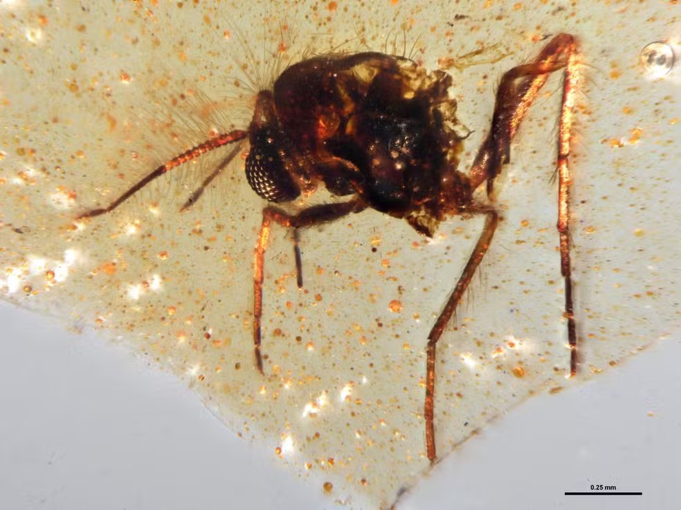 Âmbar de 112 milhões de anos esconde insetos pré-históricos