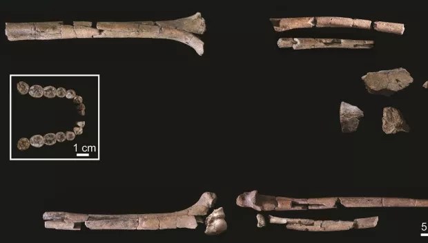 O esqueleto mais antigo e completo revela um capítulo inesperado da nossa evolução