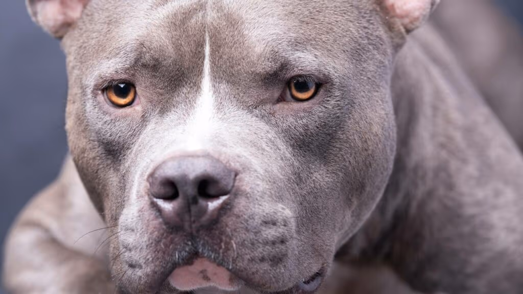 Como um Pitbull treinado reage ao tentarem puxar seu dono pelo braço