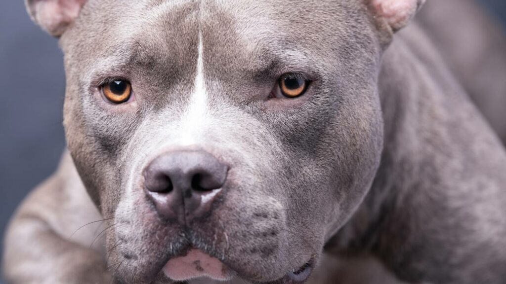 Como um Pitbull treinado reage ao tentarem puxar seu dono pelo braço