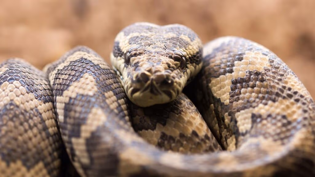 Cobra é enganada e tenta engolir brinquedo de cachorro com cheiro de carne