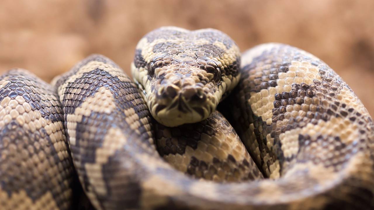 Cobra é enganada e tenta engolir brinquedo de cachorro com cheiro de carne