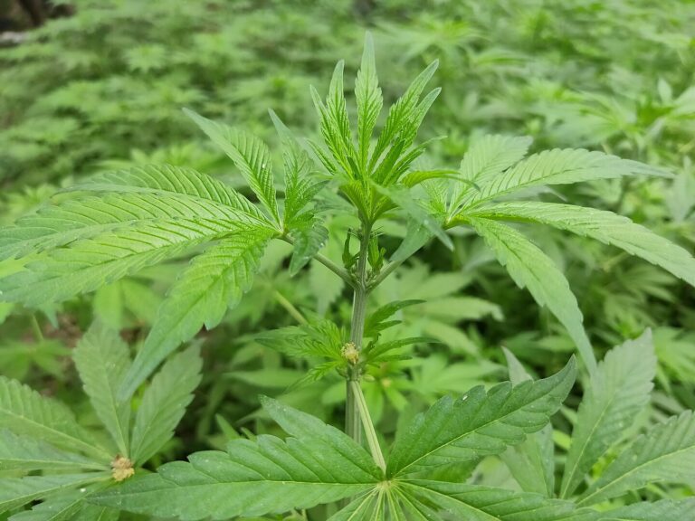 Crusoé: Anvisa cria regras para cultivo de cannabis medicinal