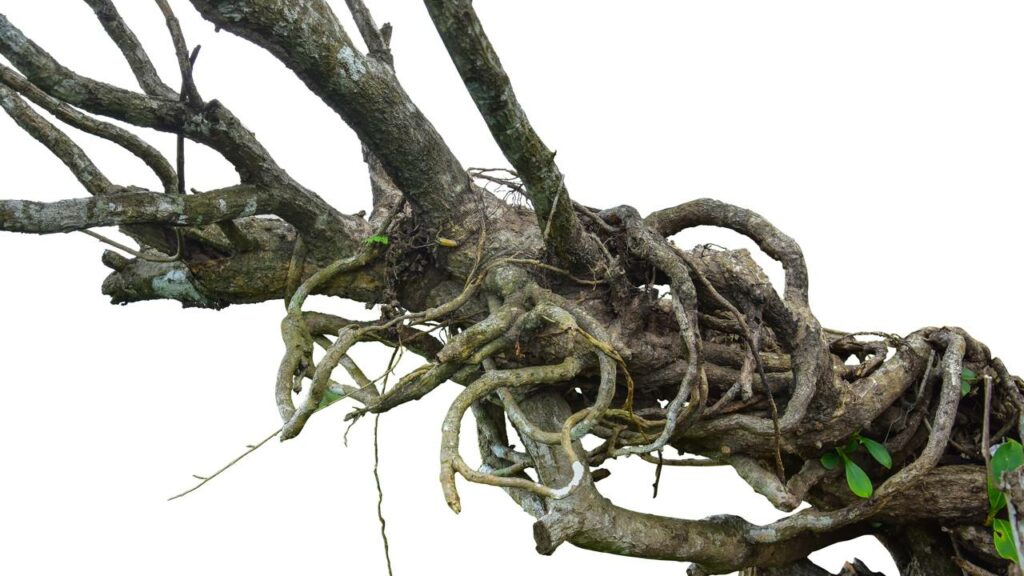 Cientistas revelam o segredo por trás da torção das plantas