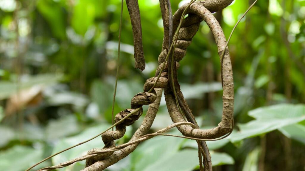 Cientistas revelam o segredo por trás da torção das plantas