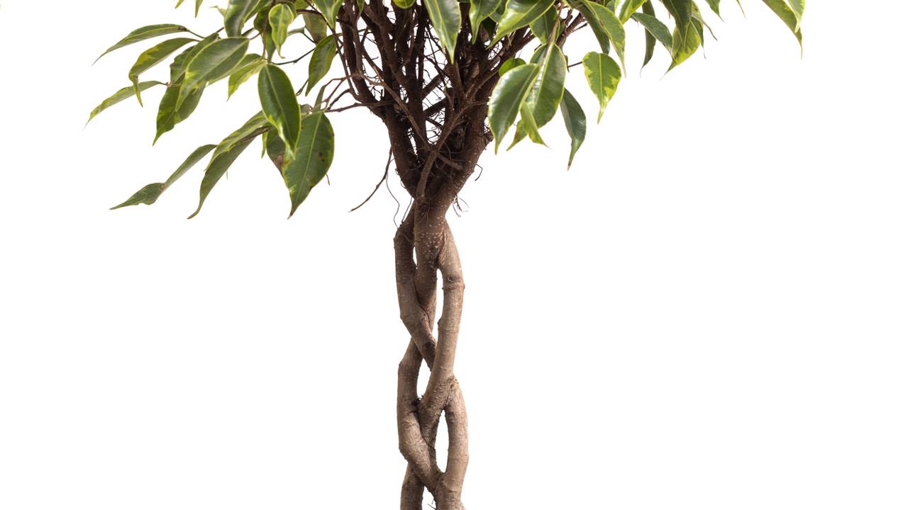 Cientistas revelam o segredo por trás da torção das plantas