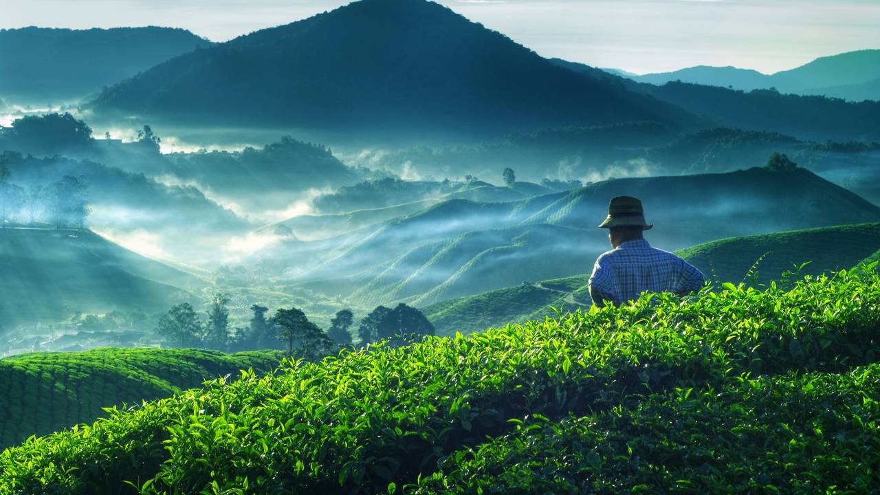 Essa ferramenta de 10 mil anos ainda planta comida todo dia nas montanhas