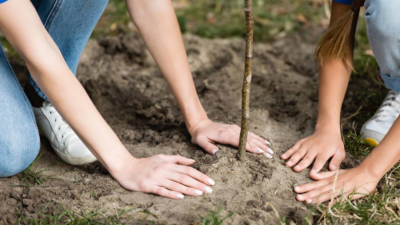 Plantaram árvores perto de um rio e o impossível aconteceu