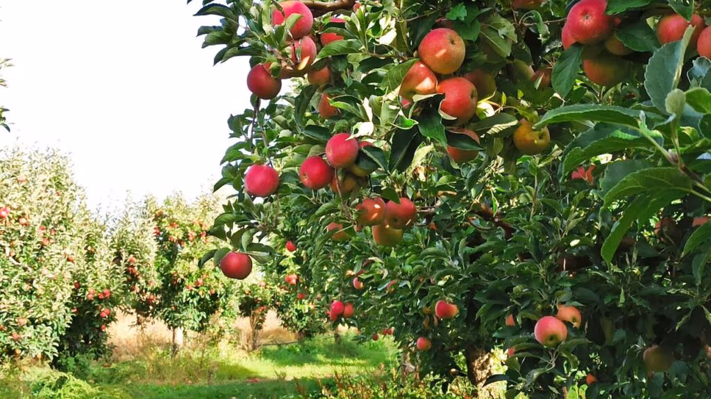 Ele doou um campo inteiro para melhorar sua cidade natal