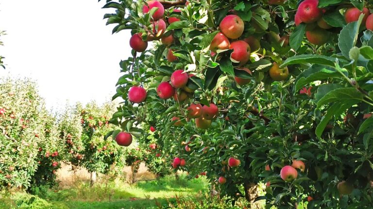 Imagem Item